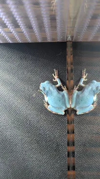 世界淡水魚園水族館　アクア・トトぎふに投稿された画像（2026/7/1）