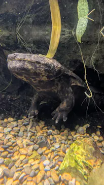 世界淡水魚園水族館　アクア・トトぎふに投稿された画像（2026/7/1）