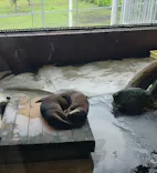 箱根園水族館に投稿された画像（2026/7/1）