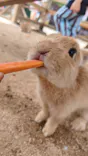 しろとり動物園に投稿された画像（2026/7/2）