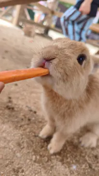 しろとり動物園に投稿された画像（2026/7/1）