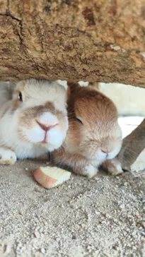 しろとり動物園に投稿された画像（2026/7/1）