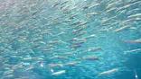 名古屋港水族館に投稿された画像（2026/7/2）
