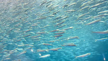 名古屋港水族館に投稿された画像（2026/7/2）