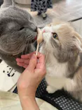 猫カフェモカ　アルシェ大宮店に投稿された画像（2026/7/2）