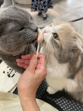 猫カフェモカ　アルシェ大宮店に投稿された画像（2026/7/2）