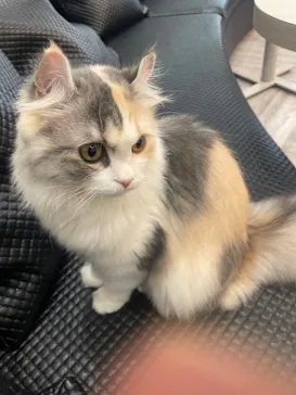 猫カフェモカ　アルシェ大宮店に投稿された画像（2026/7/2）