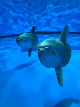 アクアワールド茨城県大洗水族館に投稿された画像（2026/7/2）