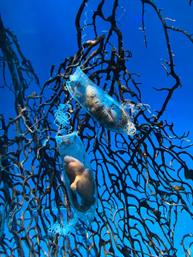 アクアワールド茨城県大洗水族館に投稿された画像（2026/7/2）