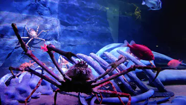 竹島水族館に投稿された画像（2026/7/2）