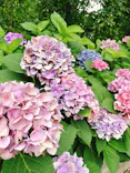 万博記念公園に投稿された画像（2026/7/2）
