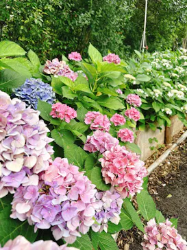 万博記念公園に投稿された画像（2026/7/2）