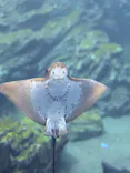 仙台うみの杜水族館に投稿された画像（2026/7/3）