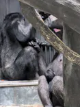 天王寺動物園に投稿された画像（2026/7/3）