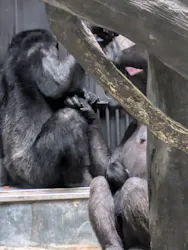 天王寺動物園に投稿された画像（2026/7/3）