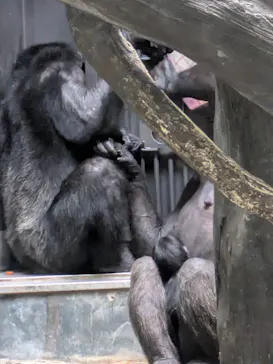 天王寺動物園に投稿された画像（2026/7/3）