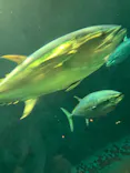 葛西臨海水族園に投稿された画像（2026/7/3）