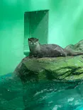しながわ水族館に投稿された画像（2026/7/3）