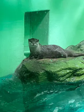 しながわ水族館に投稿された画像（2026/7/3）
