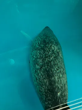 しながわ水族館に投稿された画像（2026/7/3）
