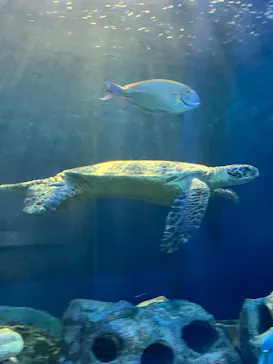 しながわ水族館に投稿された画像（2026/7/3）