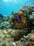 沖縄マリンサービスTI.OCEANに投稿された画像（2026/7/3）