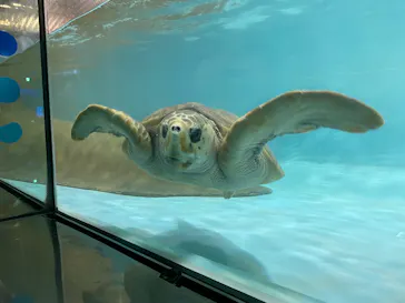 マリンワールド海の中道に投稿された画像（2026/7/3）