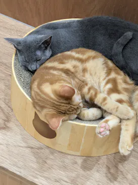 Cat Café MOFF イーアス沖縄豊崎店に投稿された画像（2026/7/3）