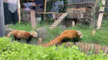 恩賜上野動物園に投稿された画像（2026/7/4）