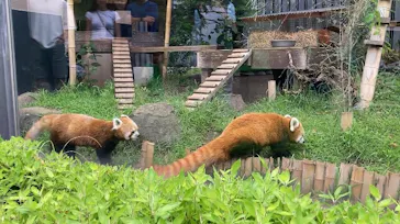 恩賜上野動物園に投稿された画像（2026/7/3）