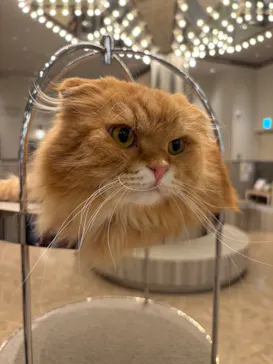 猫カフェモカ　イオンモール高崎店に投稿された画像（2026/7/3）