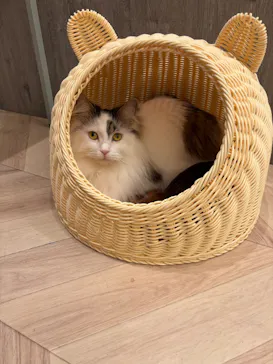 猫カフェモカ　イオンモール高崎店に投稿された画像（2026/7/3）