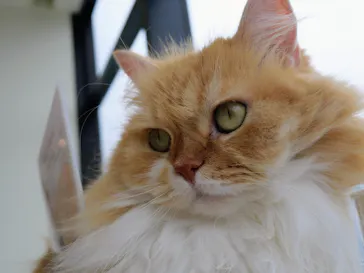 Cat Café MOFF グランベリーパーク店に投稿された画像（2026/7/3）