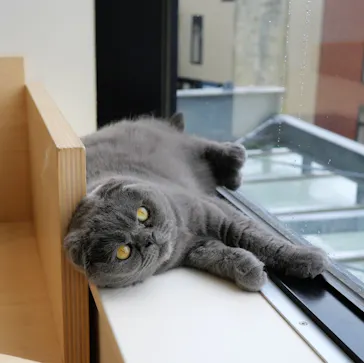 Cat Café MOFF グランベリーパーク店に投稿された画像（2026/7/3）