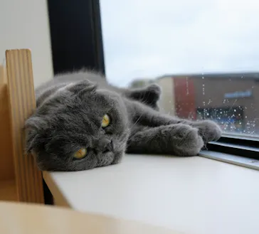 Cat Café MOFF グランベリーパーク店に投稿された画像（2026/7/3）