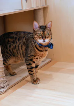 Cat Café MOFF グランベリーパーク店に投稿された画像（2026/7/3）