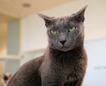 Cat Café MOFF グランベリーパーク店に投稿された画像（2026/7/3）