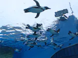 サンシャイン水族館に投稿された画像（2026/7/4）
