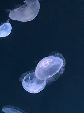 サンシャイン水族館に投稿された画像（2026/7/4）