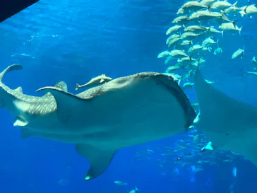 沖縄美ら海水族館に投稿された画像（2026/7/4）