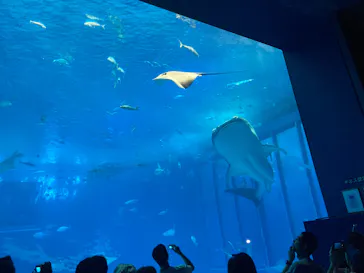 沖縄美ら海水族館に投稿された画像（2026/7/4）