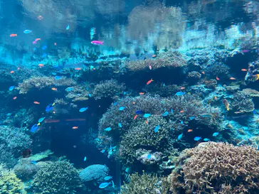 沖縄美ら海水族館に投稿された画像（2026/7/4）