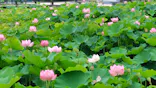万博記念公園に投稿された画像（2026/7/4）