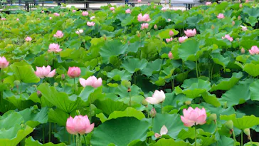 万博記念公園に投稿された画像（2026/7/4）