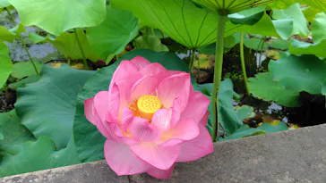 万博記念公園に投稿された画像（2026/7/4）