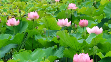 万博記念公園に投稿された画像（2026/7/4）