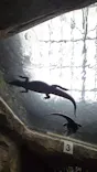 熱川バナナワニ園に投稿された画像（2026/7/4）