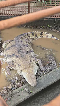熱川バナナワニ園に投稿された画像（2026/7/4）