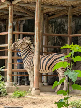 名古屋市東山動植物園に投稿された画像（2026/7/4）