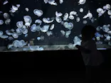 伊豆・三津シーパラダイスに投稿された画像（2026/7/4）